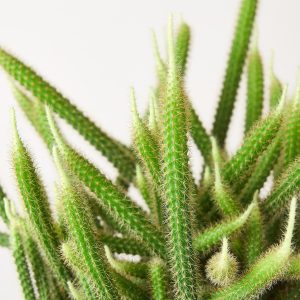 Rats Tail Cactus